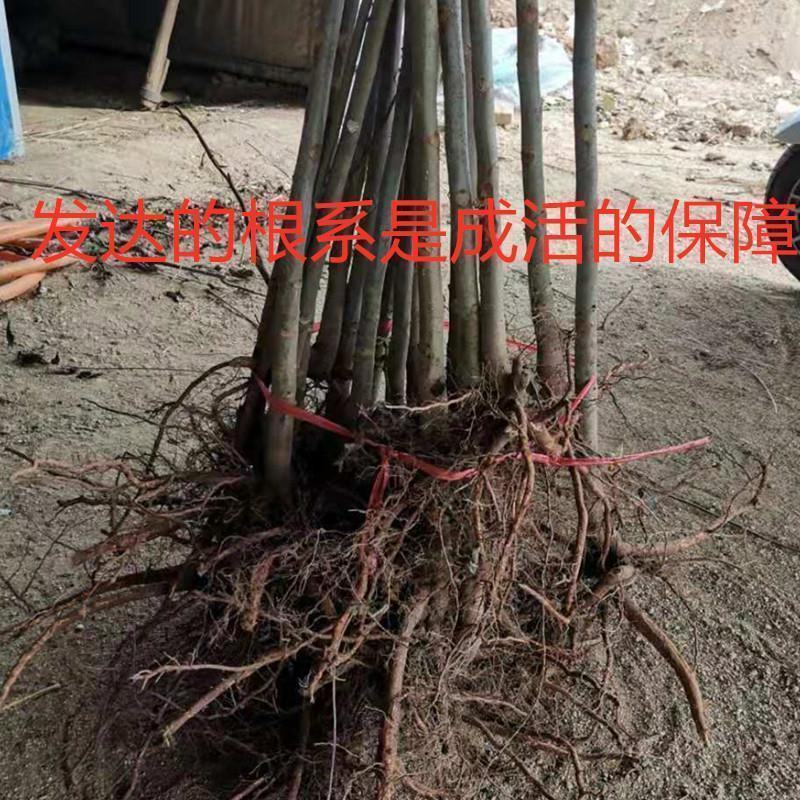 香椿芽红油绿油香椿树苗食用香椿芽苗菜四季盆栽地栽香春芽树