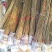 香椿芽红油绿油香椿树苗食用香椿芽苗菜四季盆栽地栽香春芽树