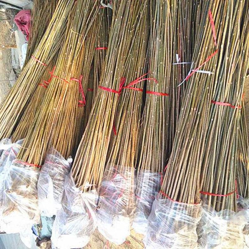 香椿芽红油绿油香椿树苗食用香椿芽苗菜四季盆栽地栽香春芽树