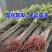 香椿芽红油绿油香椿树苗食用香椿芽苗菜四季盆栽地栽香春芽树
