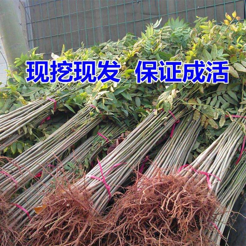 香椿芽红油绿油香椿树苗食用香椿芽苗菜四季盆栽地栽香春芽树