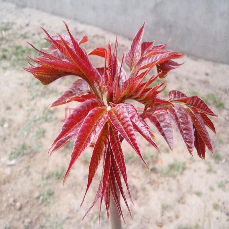 香椿芽红油绿油香椿树苗食用香椿芽苗菜四季盆栽地栽香春芽树
