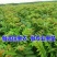 香椿芽红油绿油香椿树苗食用香椿芽苗菜四季盆栽地栽香春芽树