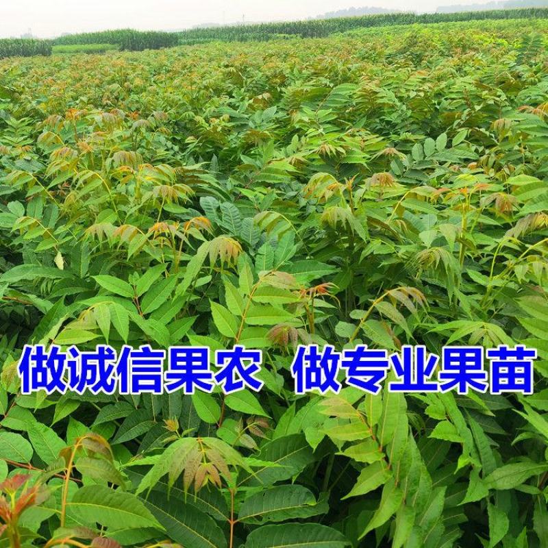 香椿芽红油绿油香椿树苗食用香椿芽苗菜四季盆栽地栽香春芽树