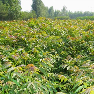 香椿芽红油绿油香椿树苗食用香椿芽苗菜四季盆栽地栽香春芽树