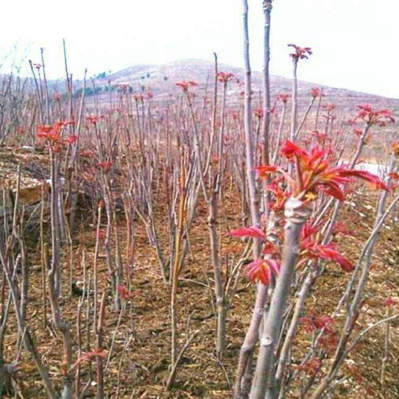香椿芽红油绿油香椿树苗食用香椿芽苗菜四季盆栽地栽香春芽树