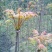 香椿芽红油绿油香椿树苗食用香椿芽苗菜四季盆栽地栽香春芽树