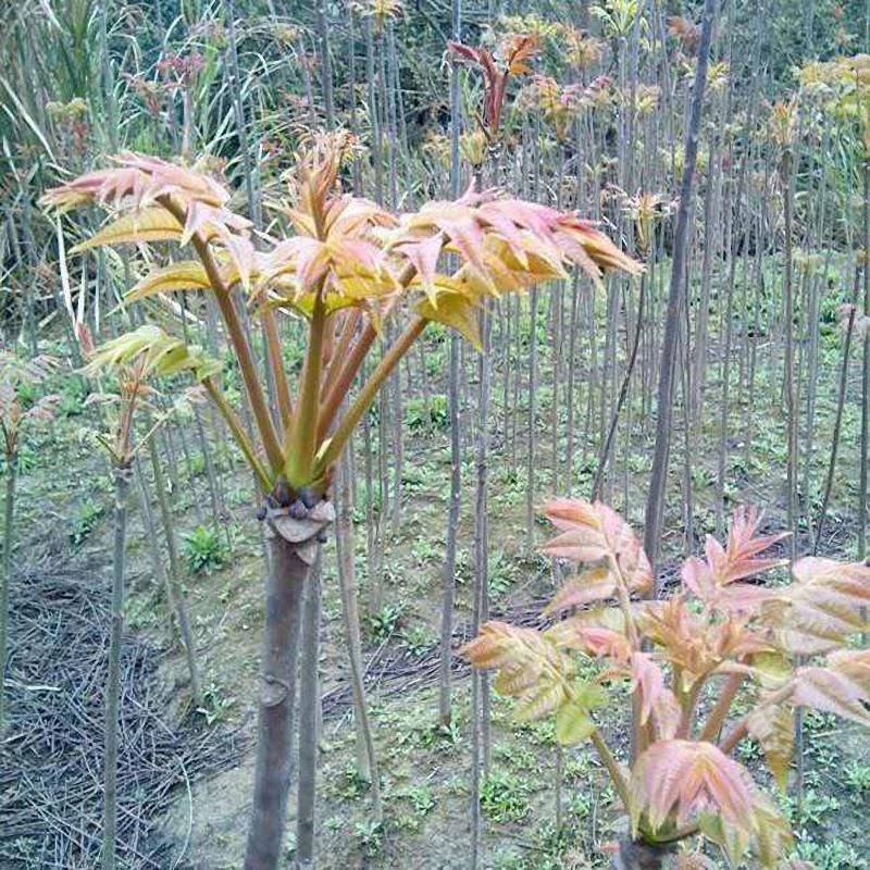 香椿芽红油绿油香椿树苗食用香椿芽苗菜四季盆栽地栽香春芽树