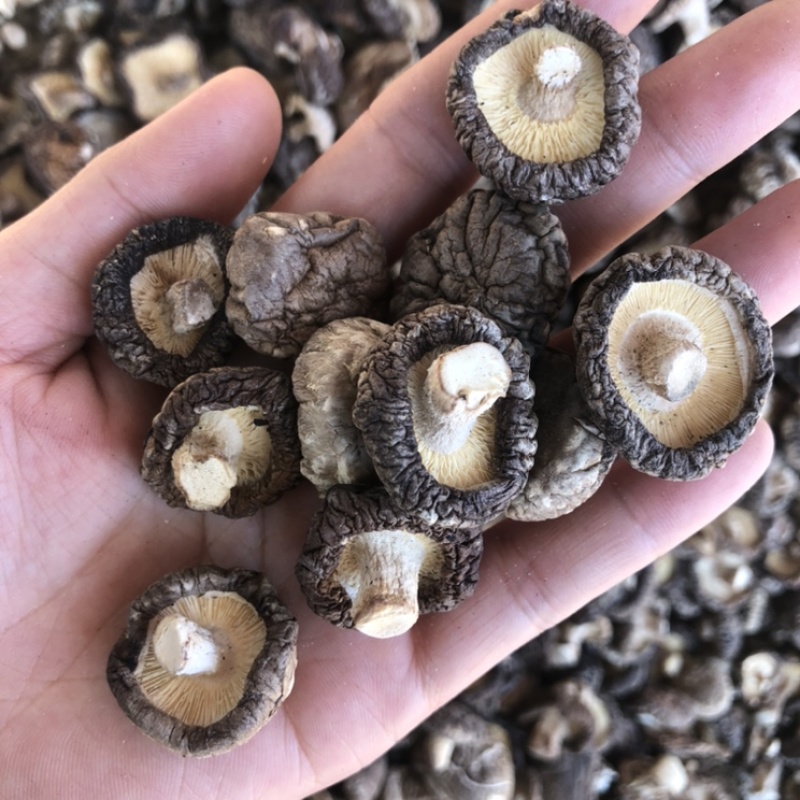 优质2-3公分干香菇产地直供欢迎选购！
