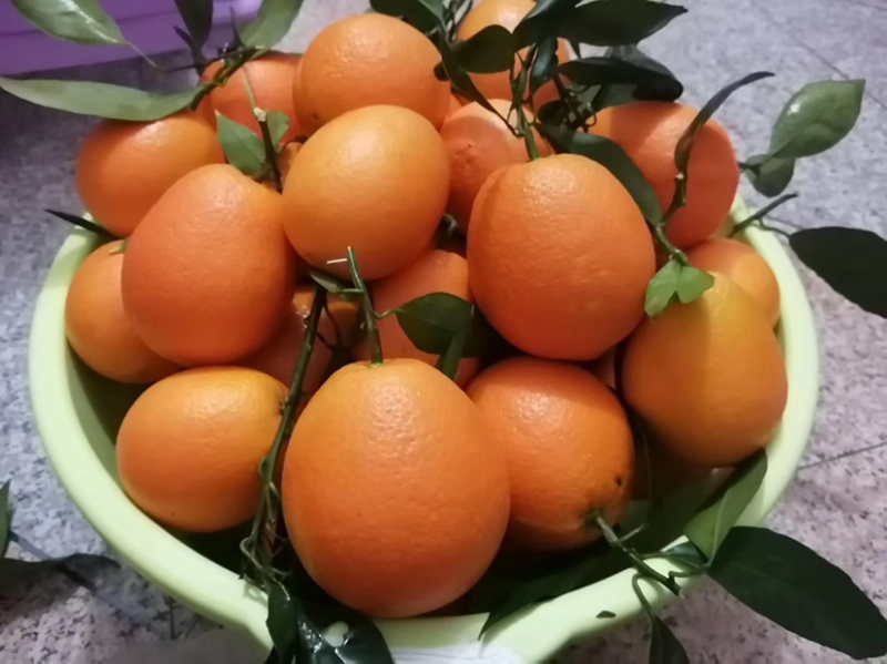 奉节脐橙自产自销接受代办
