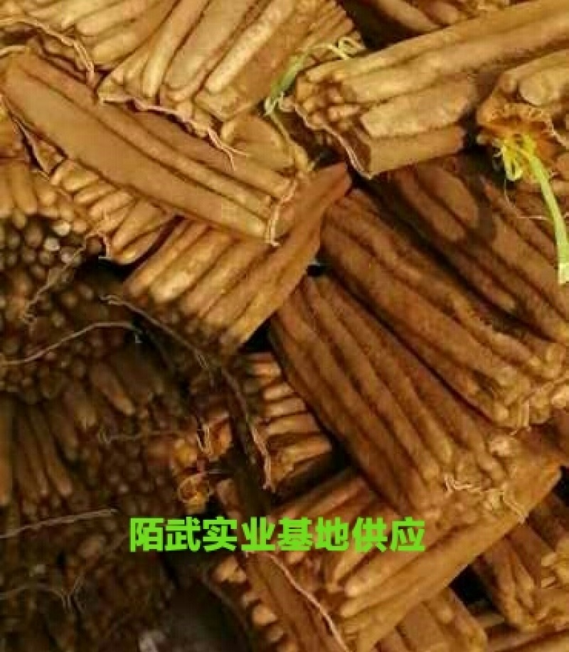 编号陌99沙土小白嘴白山药基地供应，欢迎各位大佬实地考察