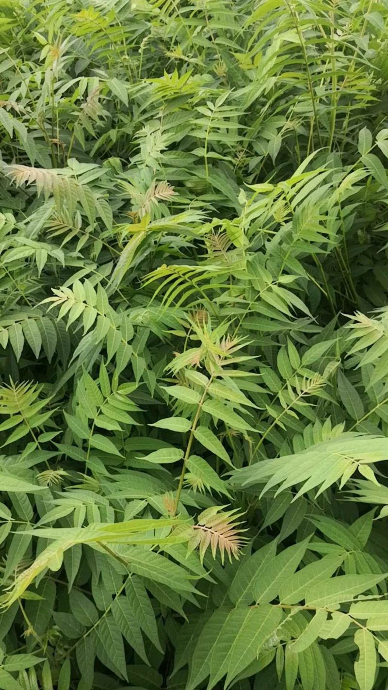 火炬树火炬火炬小苗火炬苗地径两公分到三公分火炬