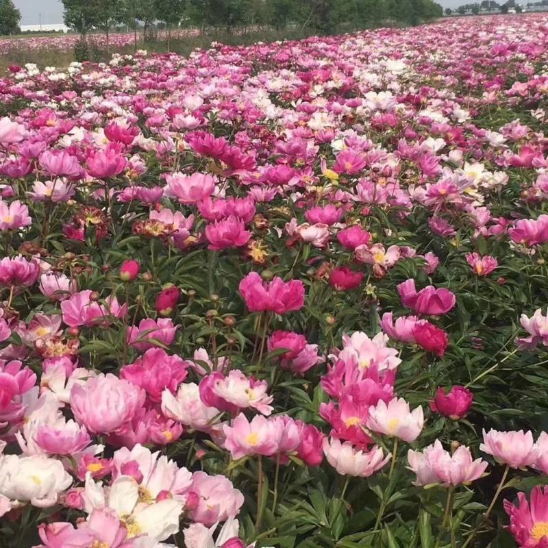 药用芍药，白芍，赤芍分株苗，3-4个芽头
