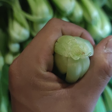 万亩蔬菜基地专业代办代发大中小课精品上海青奶白菜