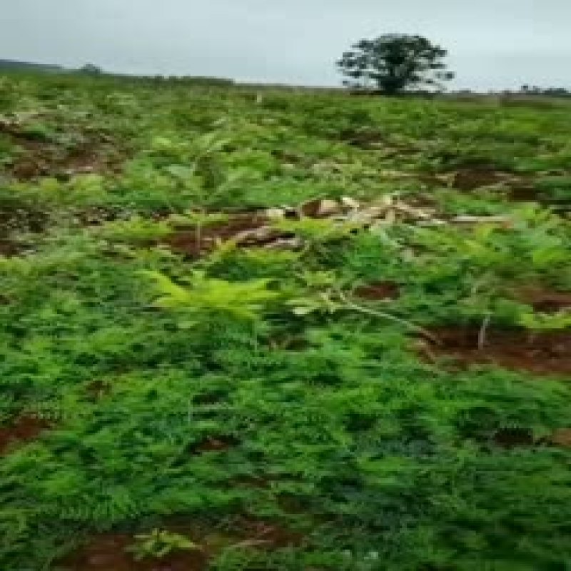 大量有货，花魔芋种子，免费提供种植技术，签回收合同
