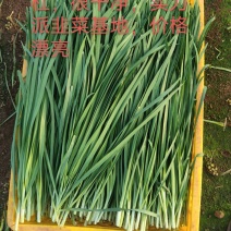 韭菜基地，现割，质量没得说，美丽以上，价格更漂亮