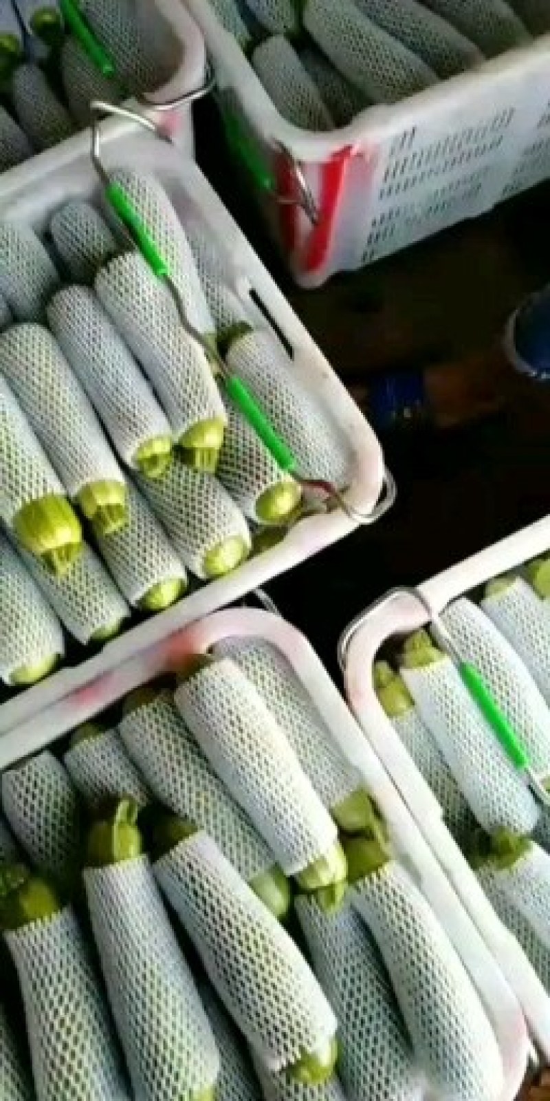 云南高山西葫芦，颜色绿，质量保证，货源充足，走车稳定。