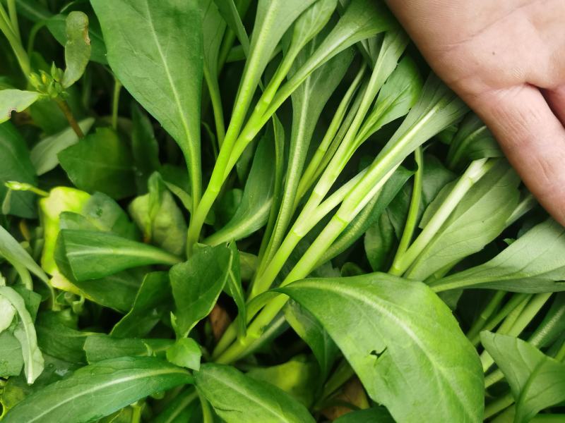 特色马兰头精品蔬菜