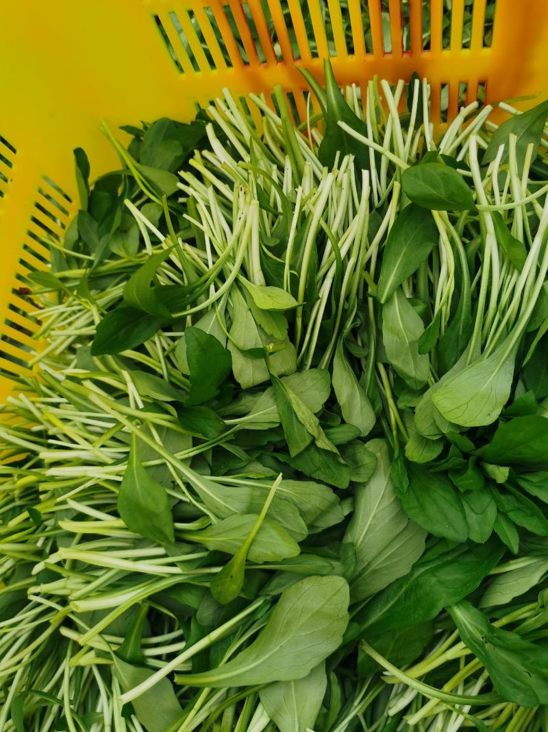 特色马兰头精品蔬菜