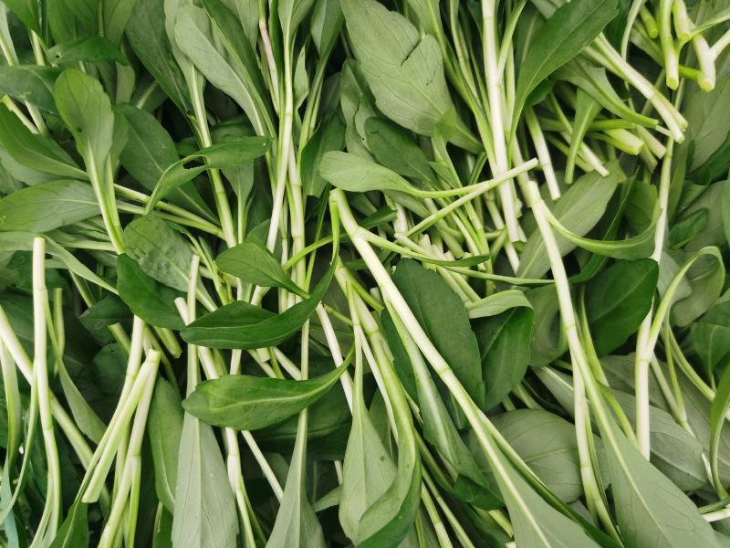 特色马兰头精品蔬菜