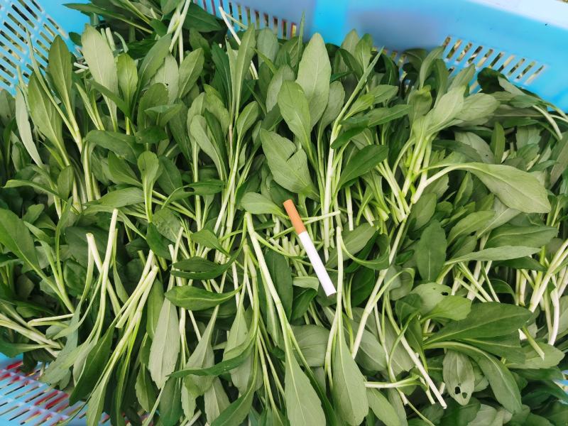特色马兰头精品蔬菜