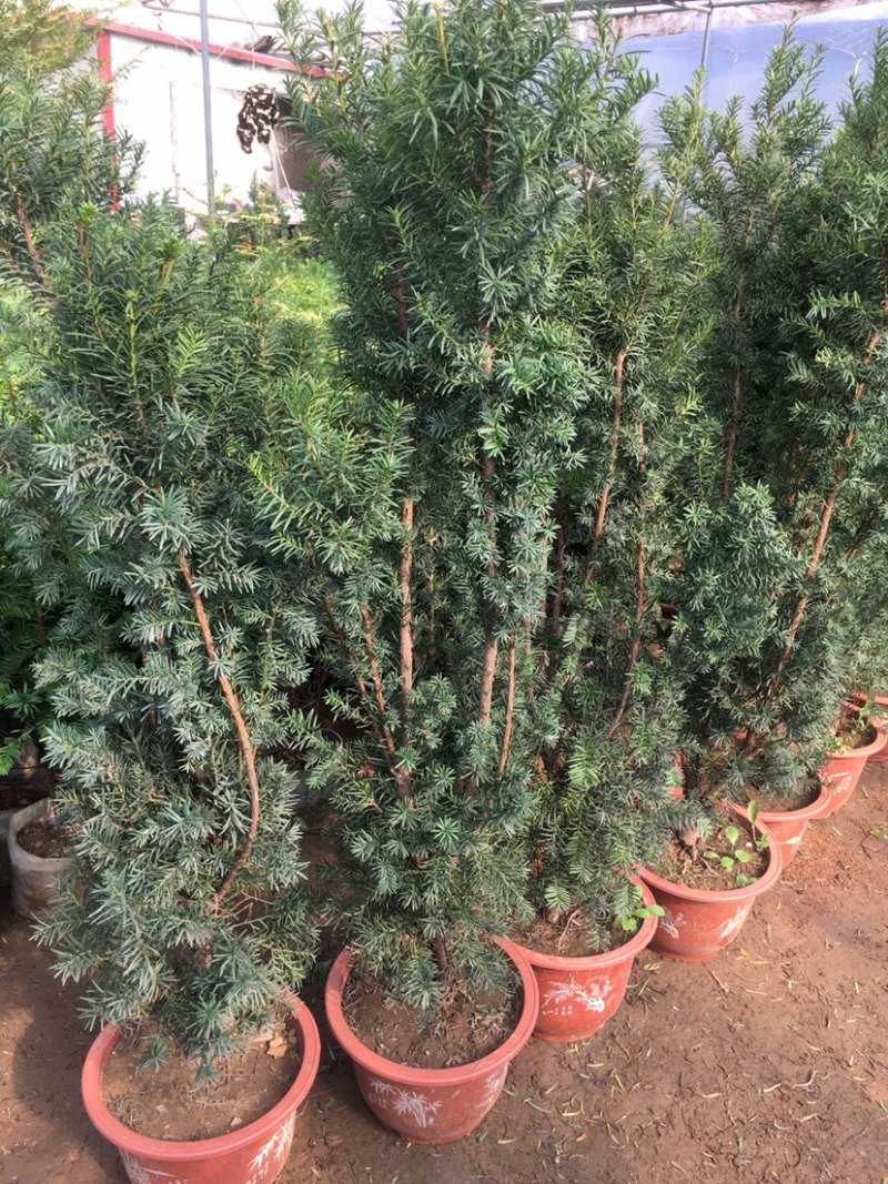 正宗曼地亚红豆杉树苗盆栽四季常青植物公母盆景室内净化空气