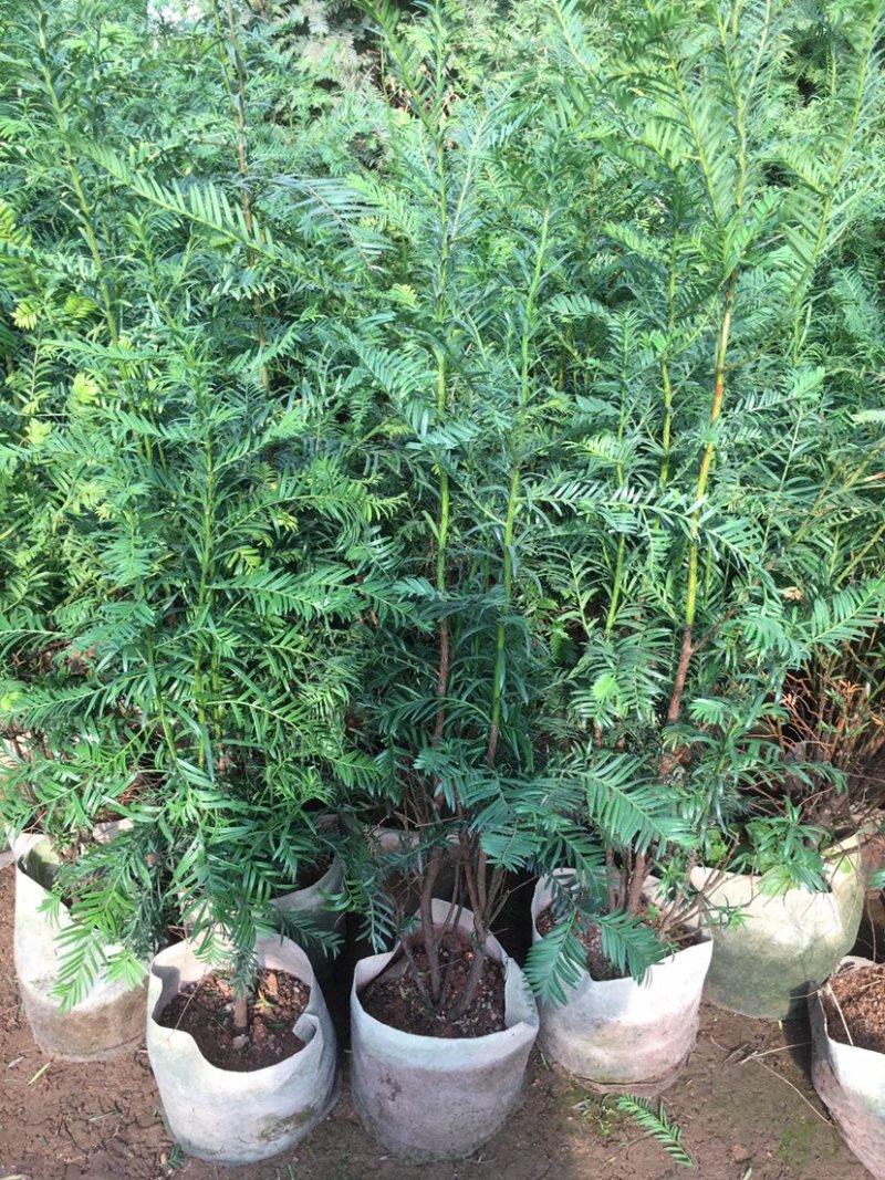 正宗曼地亚红豆杉树苗盆栽四季常青植物公母盆景室内净化空气