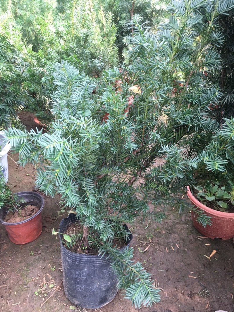 正宗曼地亚红豆杉树苗盆栽四季常青植物公母盆景室内净化空气