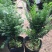 正宗曼地亚红豆杉树苗盆栽四季常青植物公母盆景室内净化空气