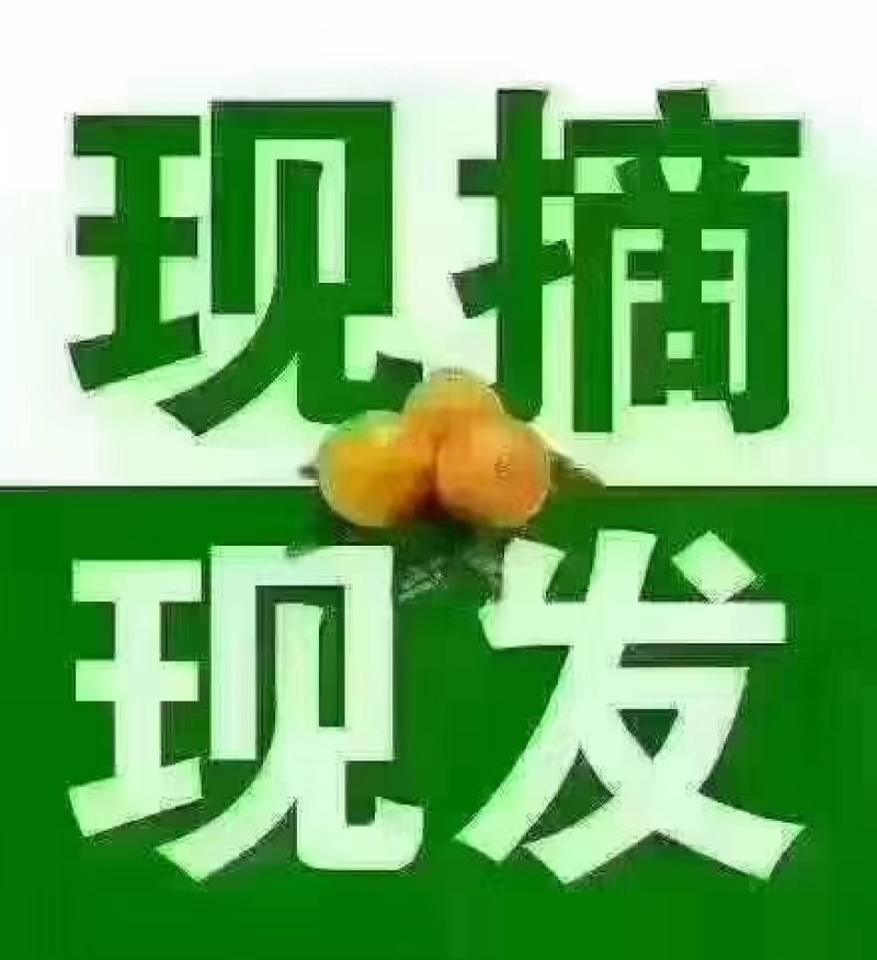正宗永兴冰糖橙，现摘现发，好吃不上火