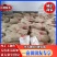 【实力供货粉条】红薯粉条河南基地直发无色素无添加全国发货电联