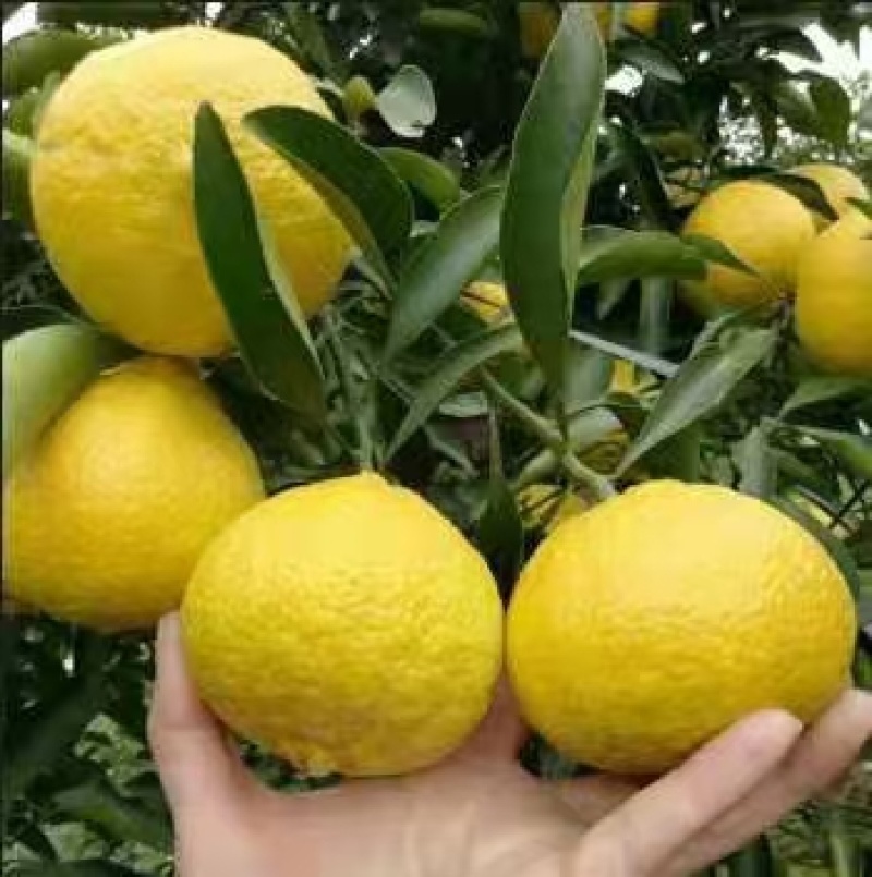 甜蜜蜜的黄金贡柚，湖南味道家乡的蜜橘香甜可口