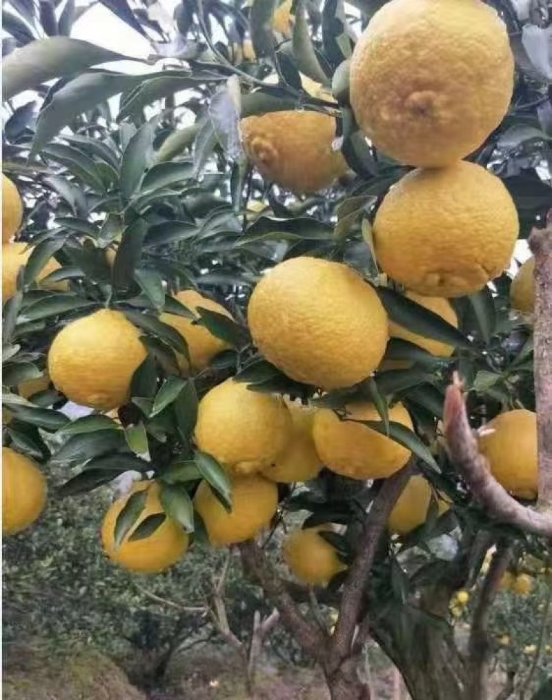 甜蜜蜜的黄金贡柚，湖南味道家乡的蜜橘香甜可口