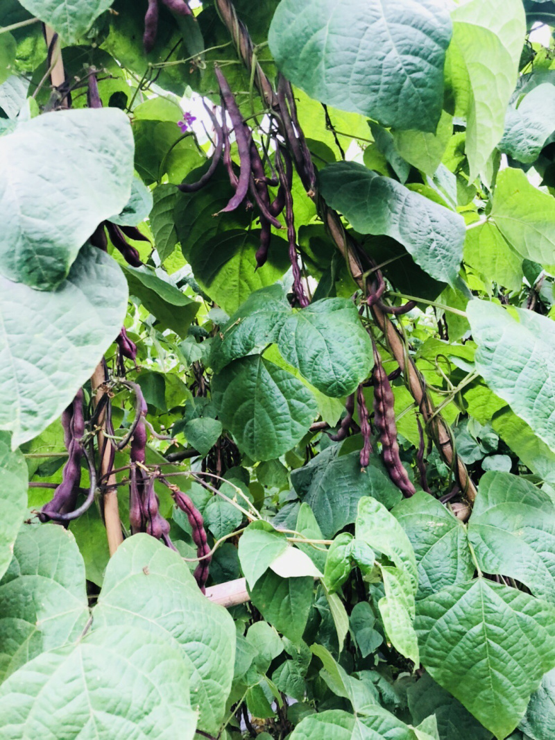 优质无筋豆🔥万亩蔬菜基地新鲜一步到“胃”