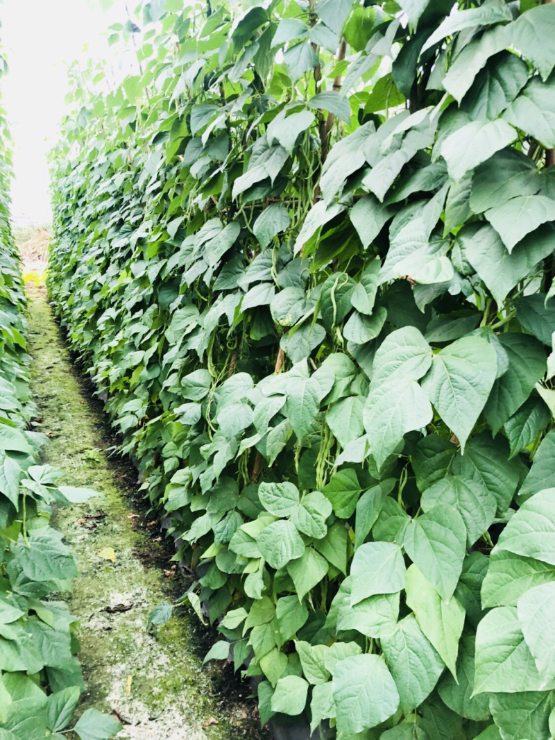 优质无筋豆🔥万亩蔬菜基地新鲜一步到“胃”