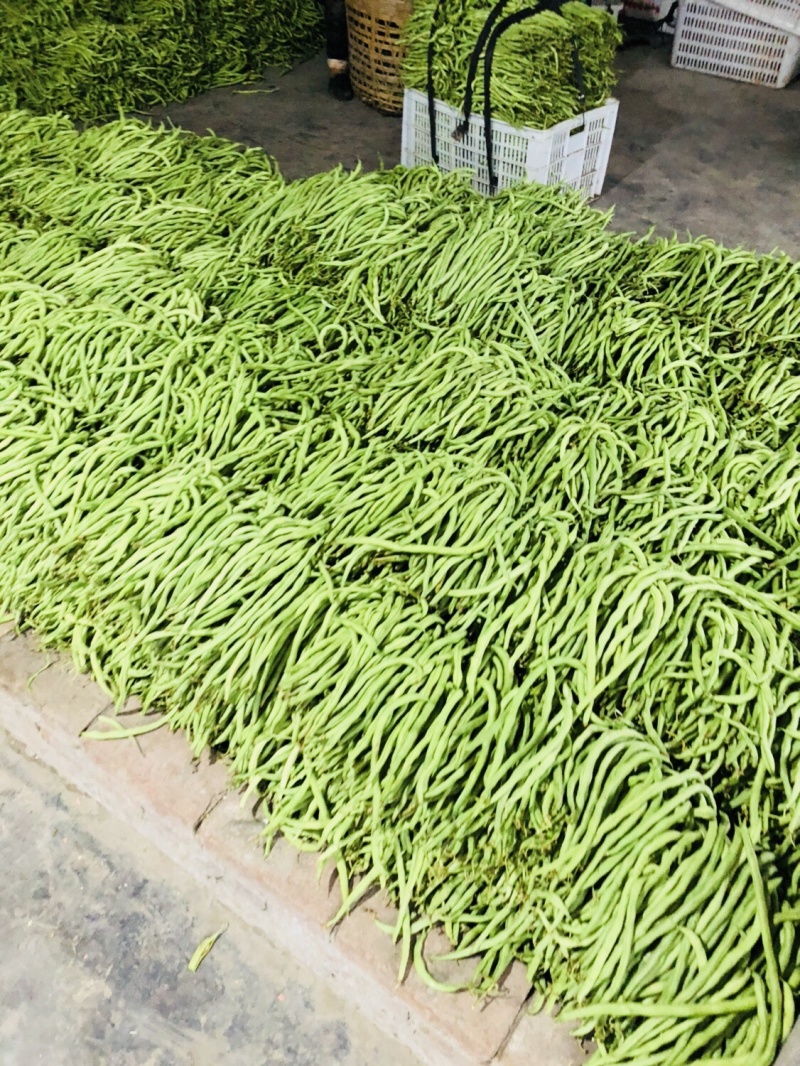 🔥优质豆王无筋豆价格爆跌‼️现摘现卖。