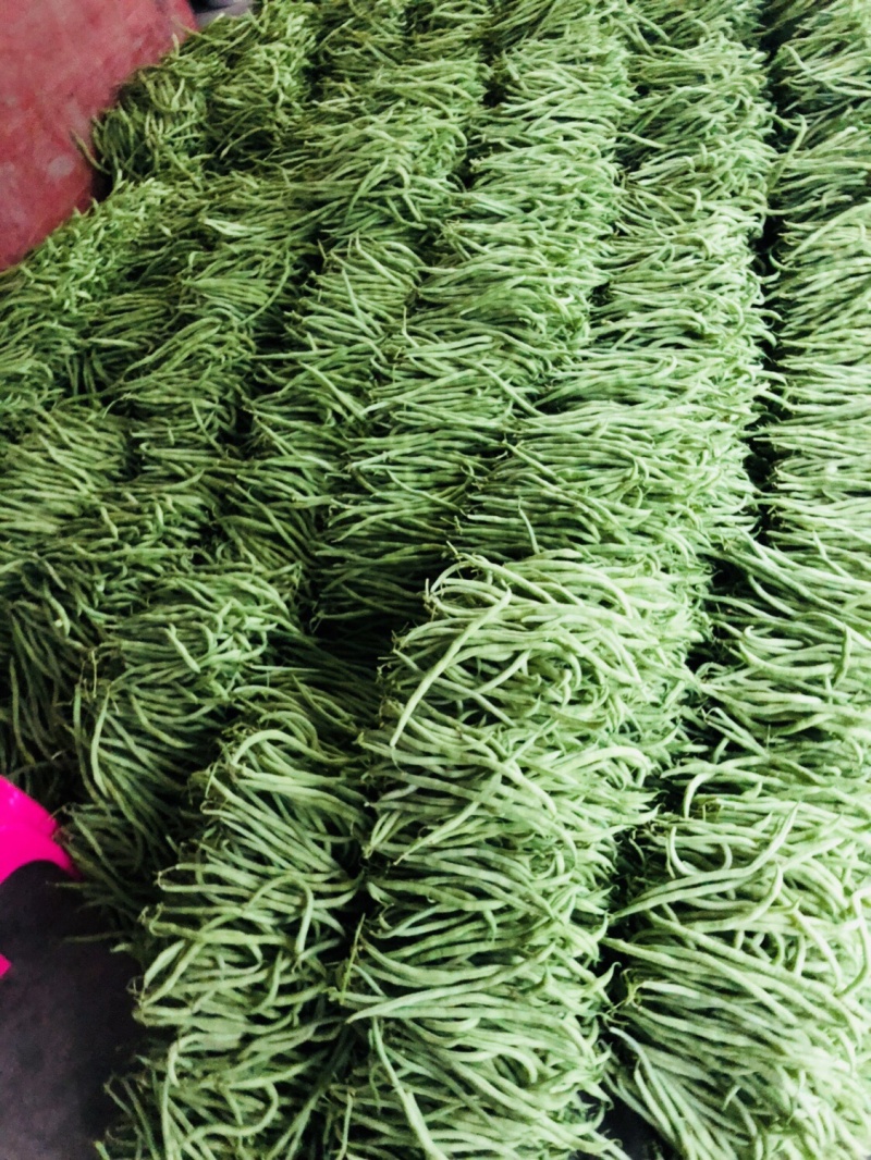 🔥优质豆王无筋豆价格爆跌‼️现摘现卖。
