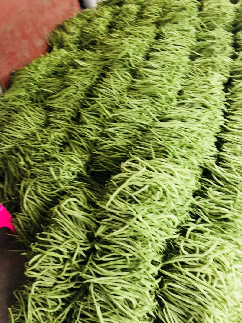 🔥优质豆王无筋豆价格爆跌‼️现摘现卖。
