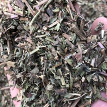 振兴药材批发供应薄荷产地山东产地直销