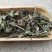 振兴药材批发供应薄荷产地山东产地直销