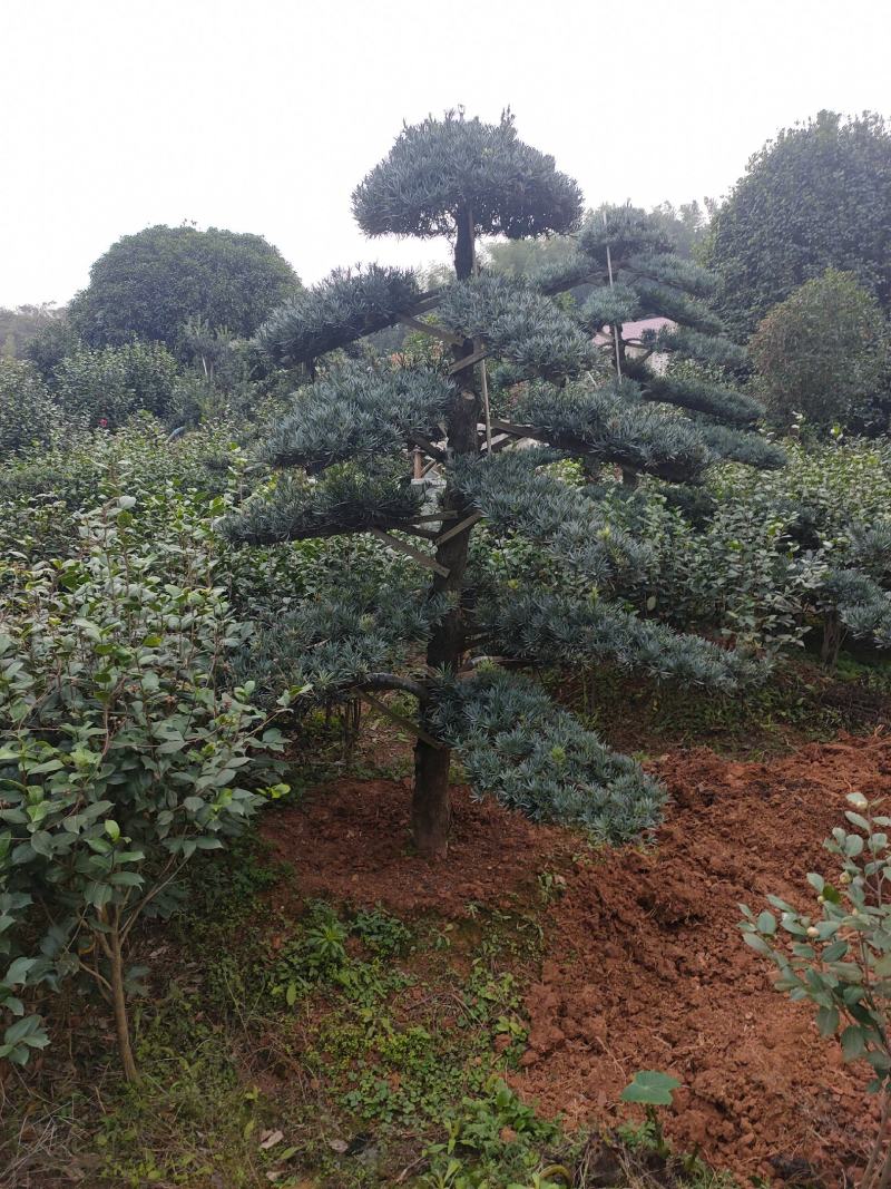 罗汉松别墅庭院景观绿化高端大气