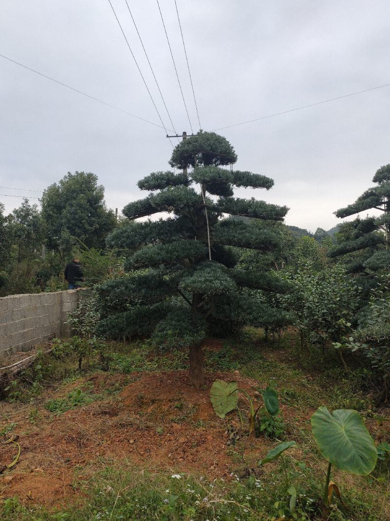 罗汉松别墅庭院景观绿化高端大气