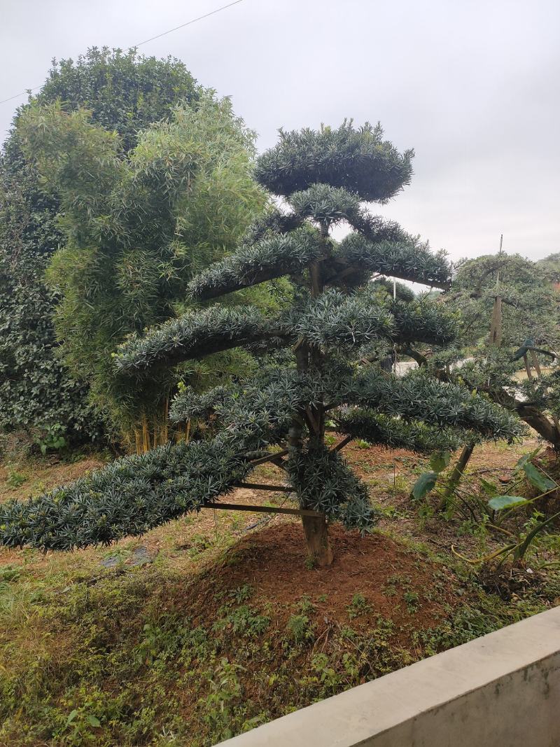 罗汉松别墅庭院景观绿化高端大气