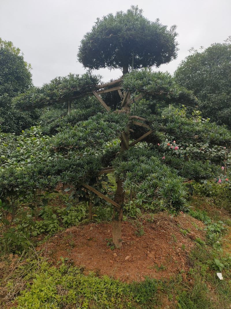 罗汉松别墅庭院景观绿化高端大气