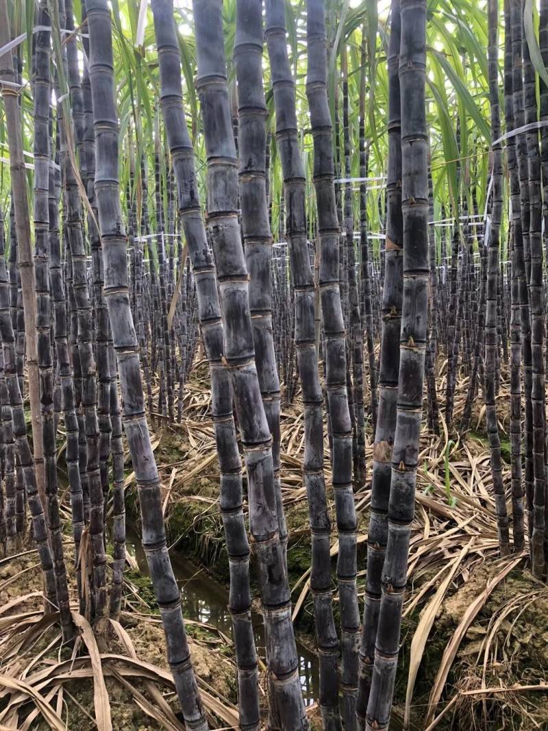 黑皮甘蔗宾阳县黑皮甘蔗