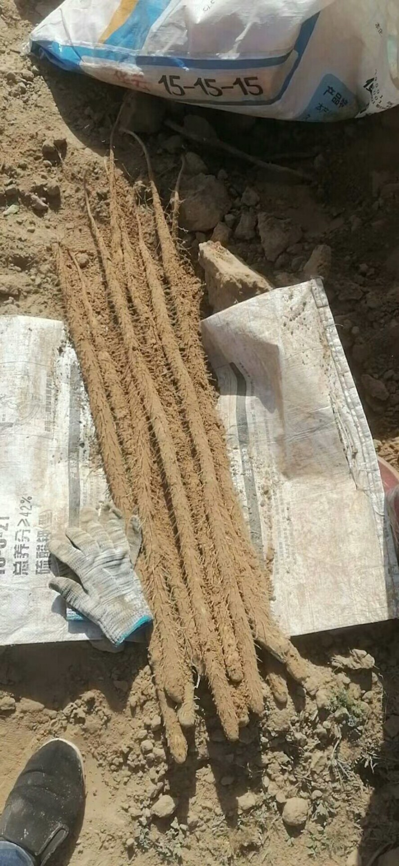 武001号沙土的小白嘴白山药基地供应！{陌武专属}