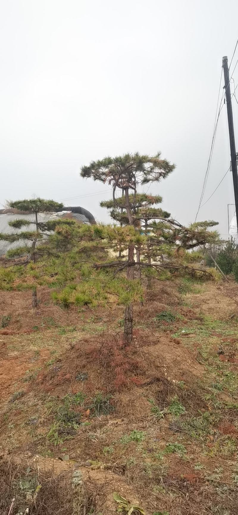 造型油松，基地大量出售，树形优美，价钱便宜