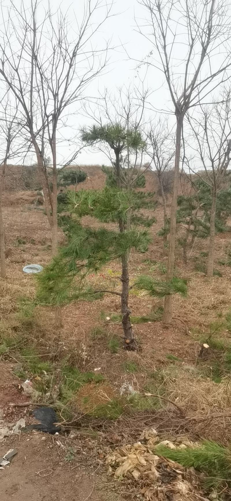 造型油松，基地大量出售，树形优美，价钱便宜