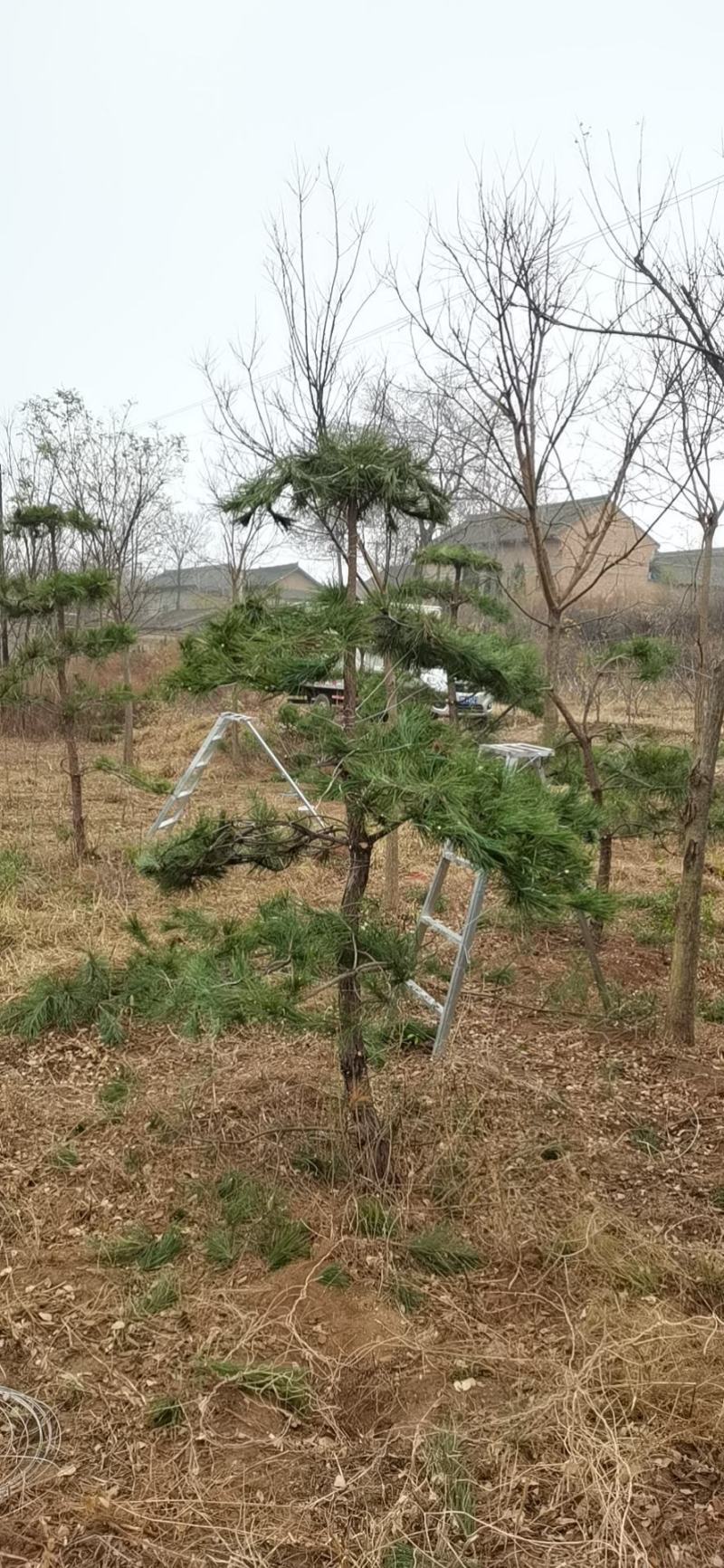 造型油松，基地大量出售，树形优美，价钱便宜