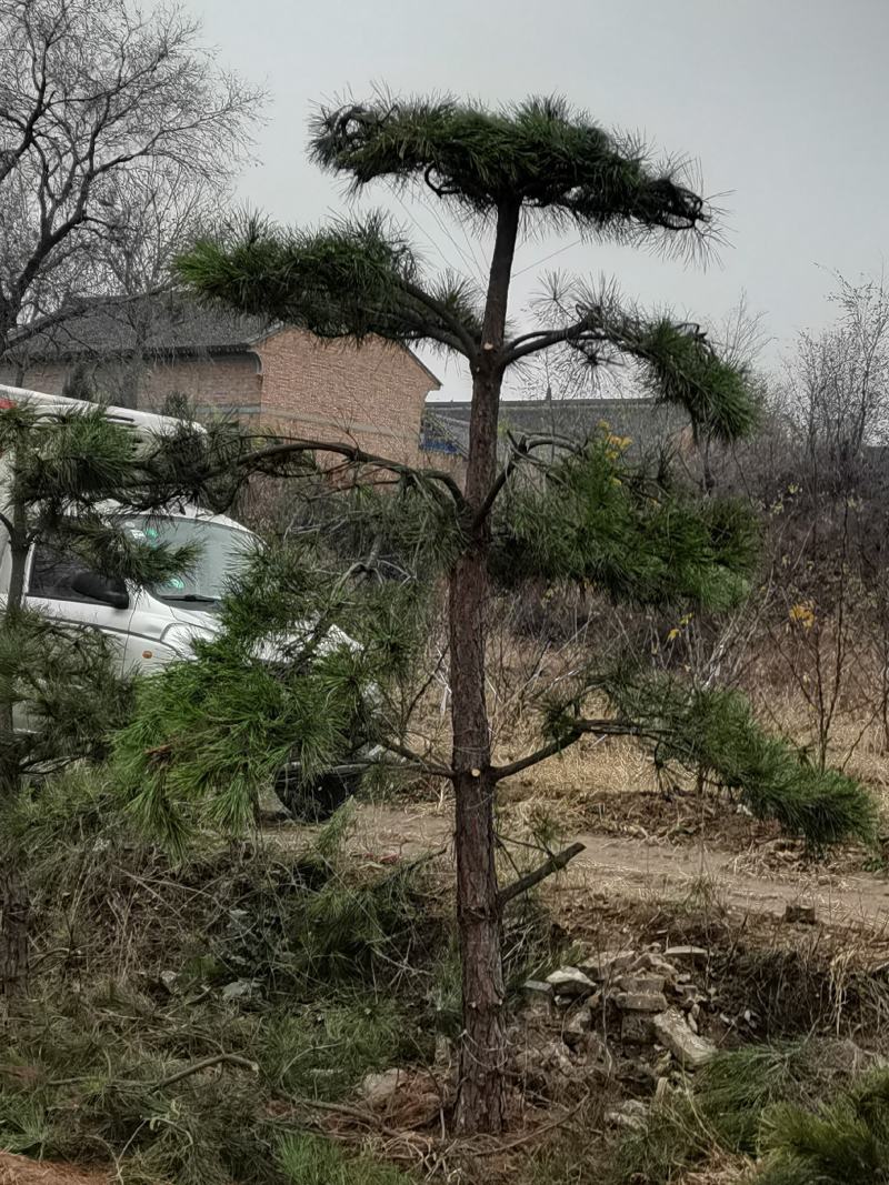 造型油松，基地大量出售，树形优美，价钱便宜